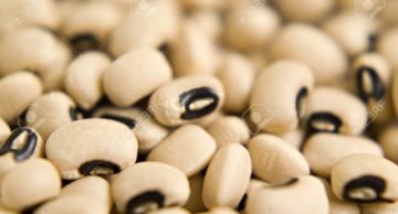 Close ups of Cowpea black eyed peas chavli with black hypocotyls