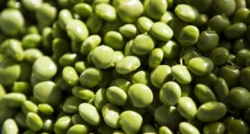 pigeon pea Ekertrade.com pic