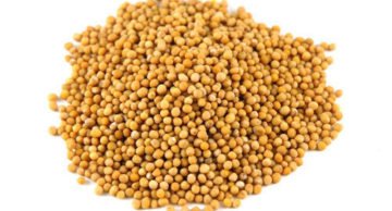 yellow-mustard-seeds-500x500